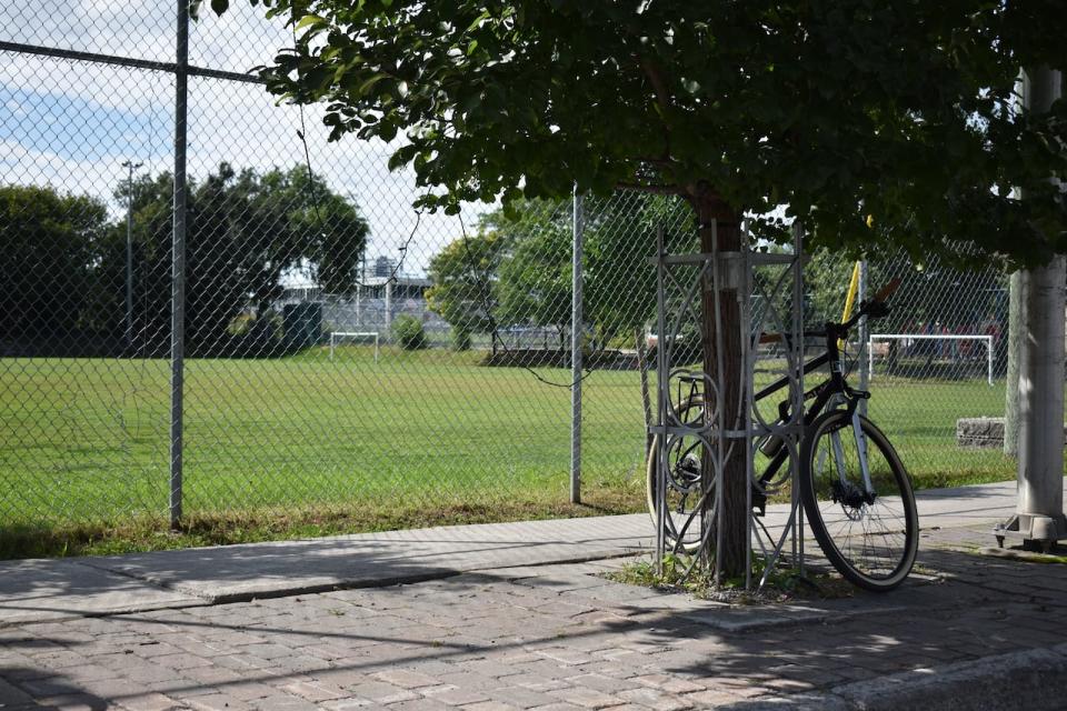 A bike is locked to a tree outside Plouffe Park in Ottawa's Little Italy neighbourhood.
