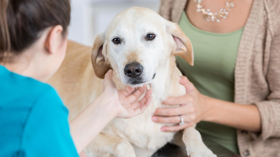 Dog sitting with owner and behaviorist