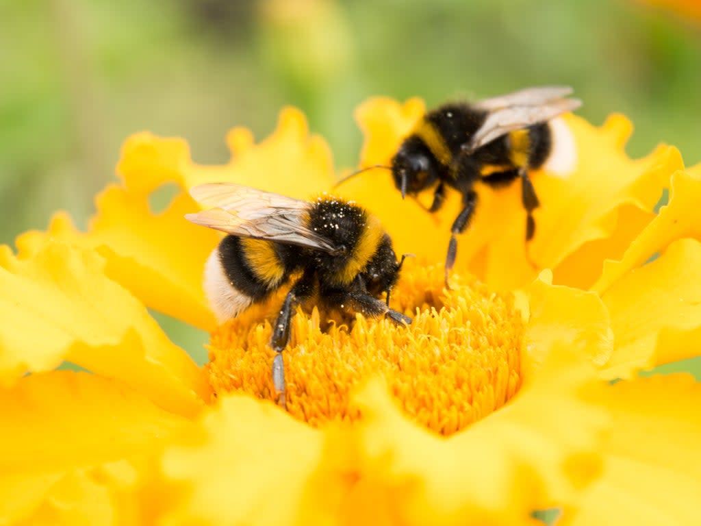 Common pollutants can affect pollination levels, researchers say (Getty Images/iStockphoto)