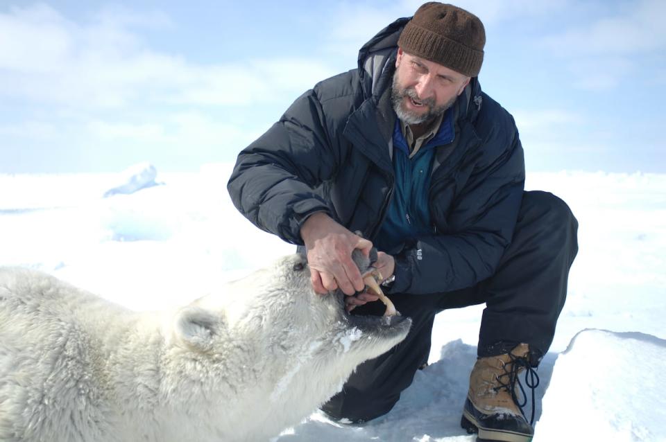 Biologist Andrew Derocher captures polar bears in Hudson Bay, monitoring the health of the population. 