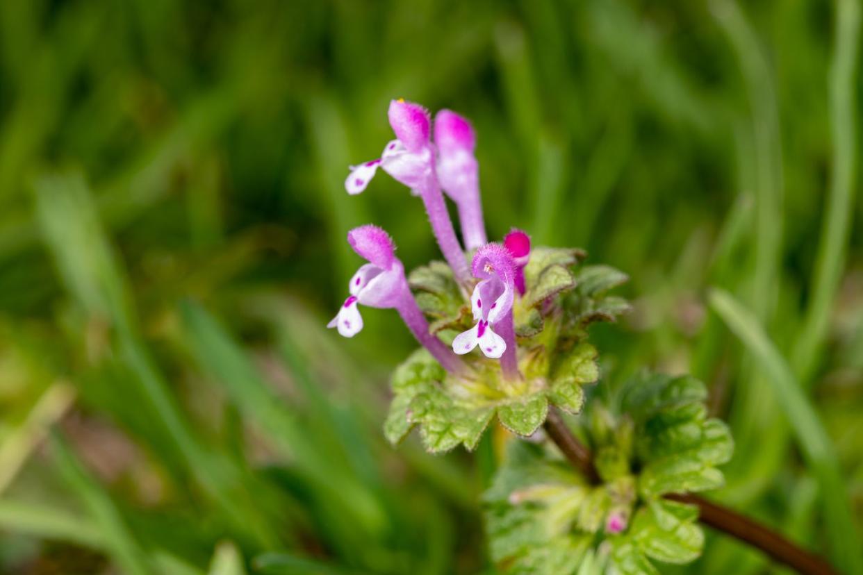 types of weeds henbit