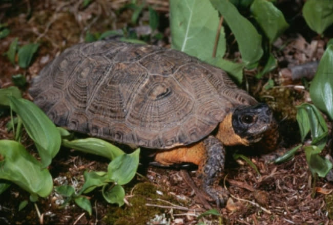A wood turtle forages along a riverfront. (Courtesy MSU Extension)