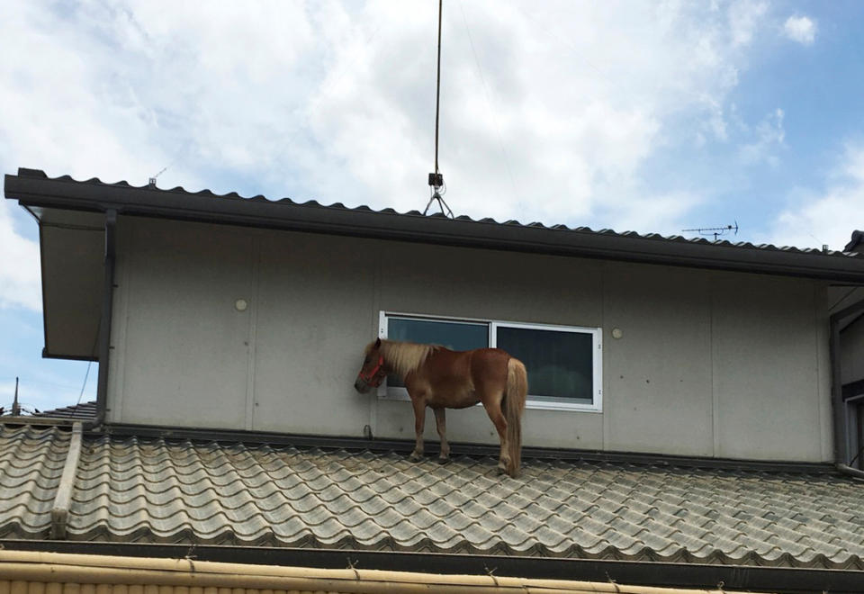 <p>A horse stranded on a rooftop after torrential rain, is pictured in Kurashiki, Okayama Prefecture, Japan July 9, 2018. (Photo: @Peace Winds Japan/Handout via Reuters) </p>