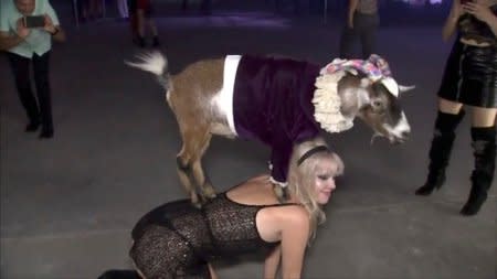 A goat stands on a woman's back during a party in Los Angeles, California, U.S., September 26, 2018 in this still image taken from a video. REUTERS TV/ via REUTERS