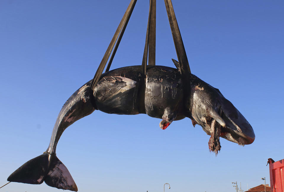 In this photo taken on Friday, March 29, 2019 and provided by SEAME Sardinia Onlus, a whale is lifted up onto a truck after being recovered off Sardinia island, Italy. The World Wildlife Foundation is sounding the alarm over plastics in the Mediterranean Sea after an 8-meter-long sperm whale was found dead off Sardinia with 22 kilograms (48.5 pounds) of plastic found in its belly. The environmental organization said Monday that the garbage recovered in the sperm whale’s stomach included a corrugated tube for electrical works, plastic plates, shopping bags, tangled fishing lines and a washing detergent package with the brand and bar code still legible. The female whale beached off the northern coast of Sardinia last week. (SEAME Sardinia Onlus via AP)