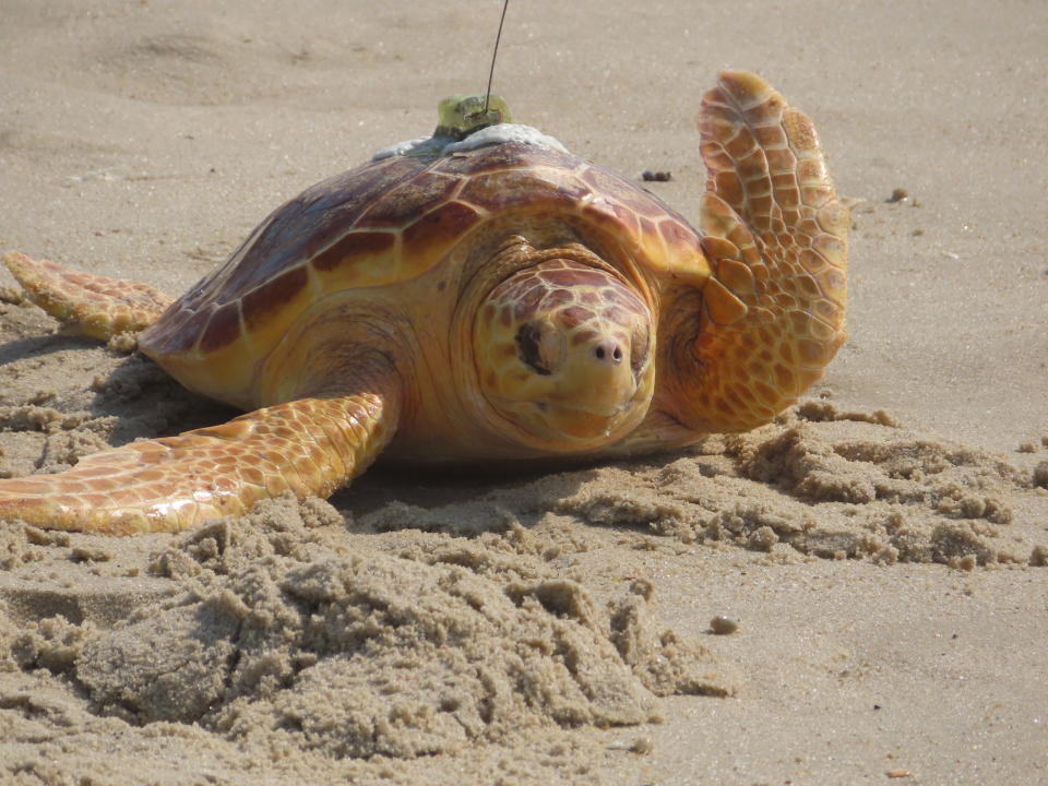 A turtle crawls through the sand on its way to the ocean in Point Pleasant Beach, N.J. on Aug. 2, 2022 after being released by a group that rehabilitated it. Sea Turtle Recovery released eight turtles that had been injured or sick, bringing to 85 the total number of turtles the group has healed and returned to the ocean since Dec. 2016. (AP Photo/Wayne Parry)