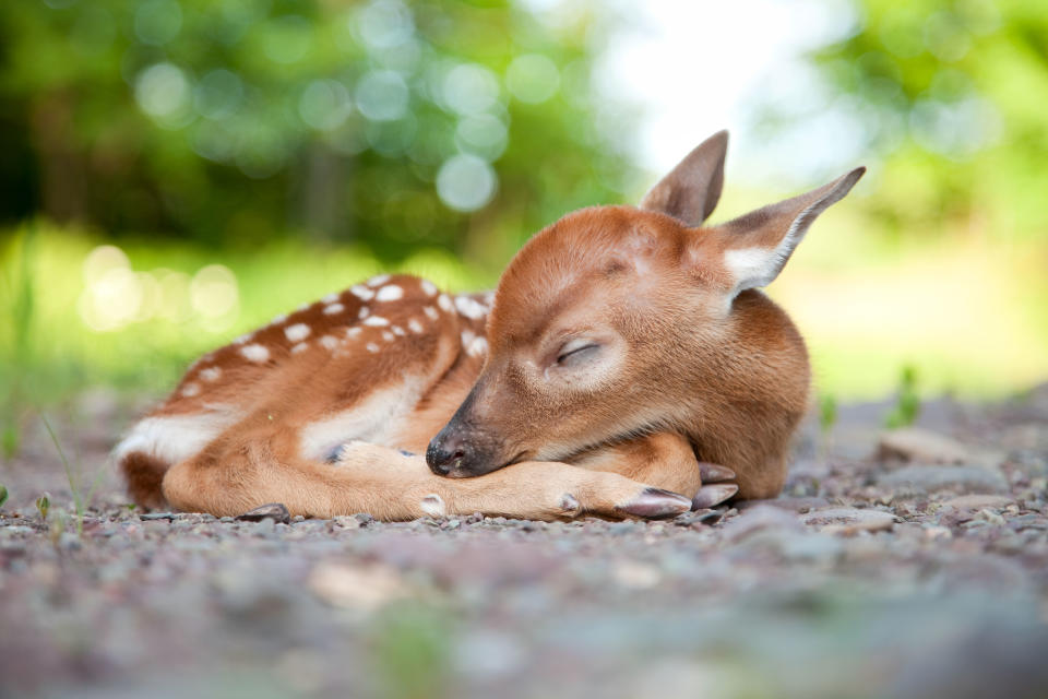 Tiny deer