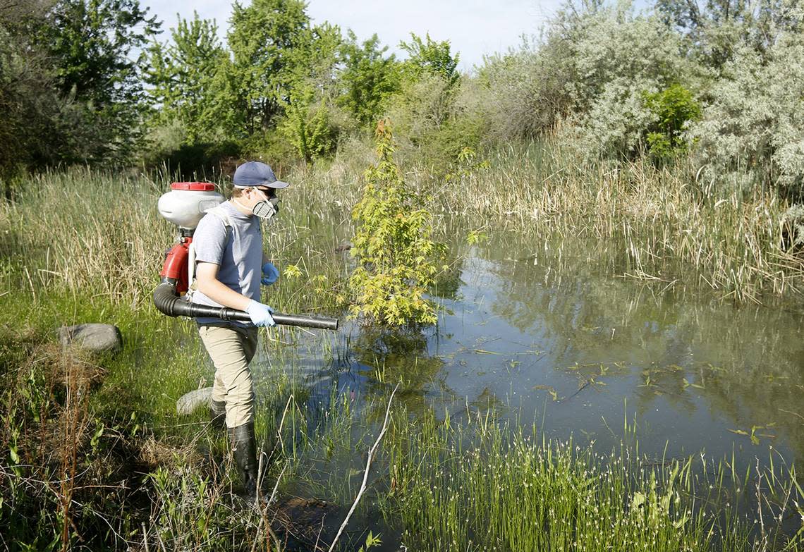 An employee of the Benton County Mosquito Control District uses a specially designed backpack sprayer to treat standing water near the W.E. Johnson Park in Richland with bacteria laced granules that kill mosquito larvae. / Tri-City Herald file