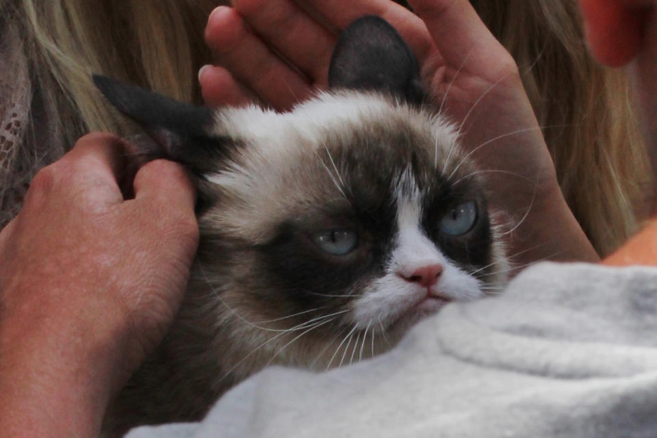 Grumpy Cat does not look impressed at her book signing in Los Angeles. (Credit: AKM-GSI)