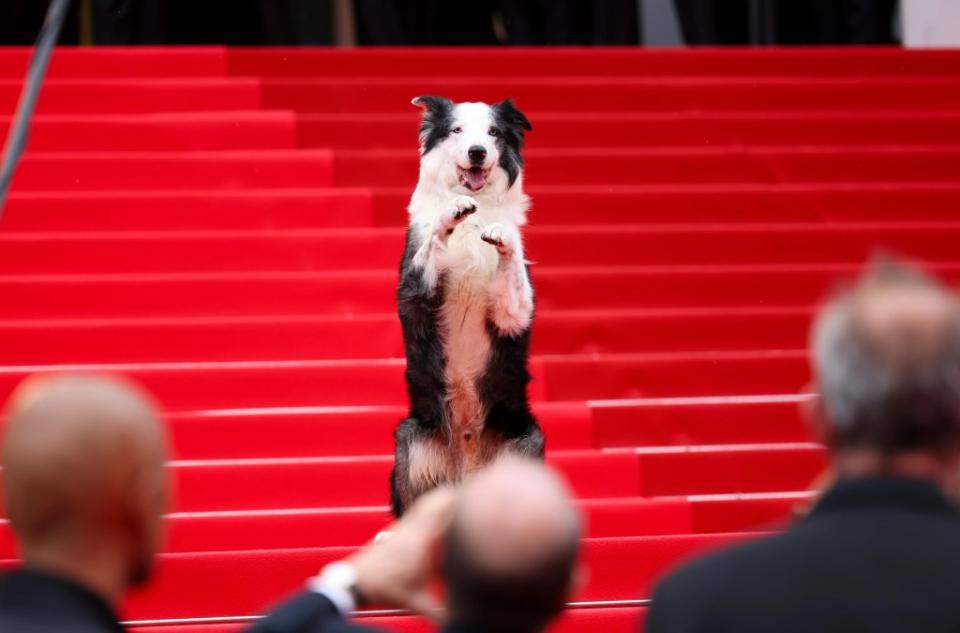 CANNES, FRANCE - MAY 14: Messi the dog attends "Le Deuxième Acte" ("The Second Act") Screening & opening ceremony red carpet at the 77th annual Cannes Film Festival at Palais des Festivals on May 14, 2024 in Cannes, France.