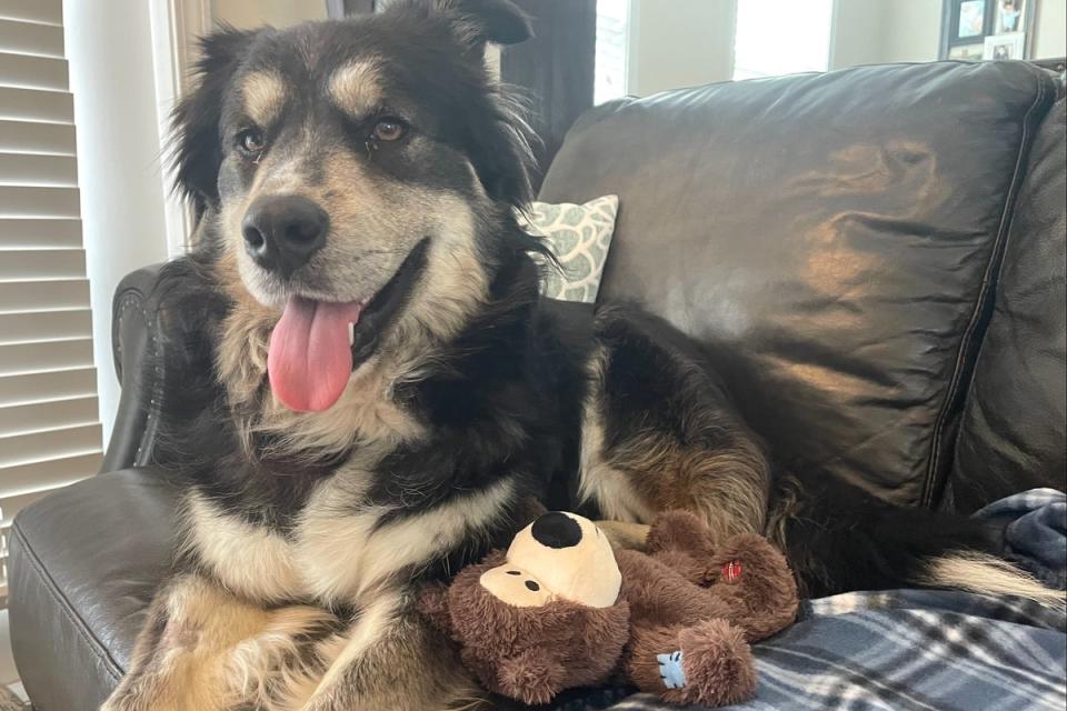 Waffle House has been renamed Rowdy (Collierville Animal Shelter)