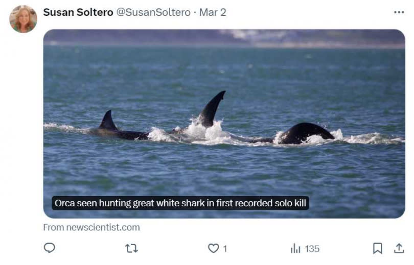 虎鯨界開膛手傑克，虎鯨「右舷」在南非海域追殺大白鯊的過程。（圖／翻攝自X）