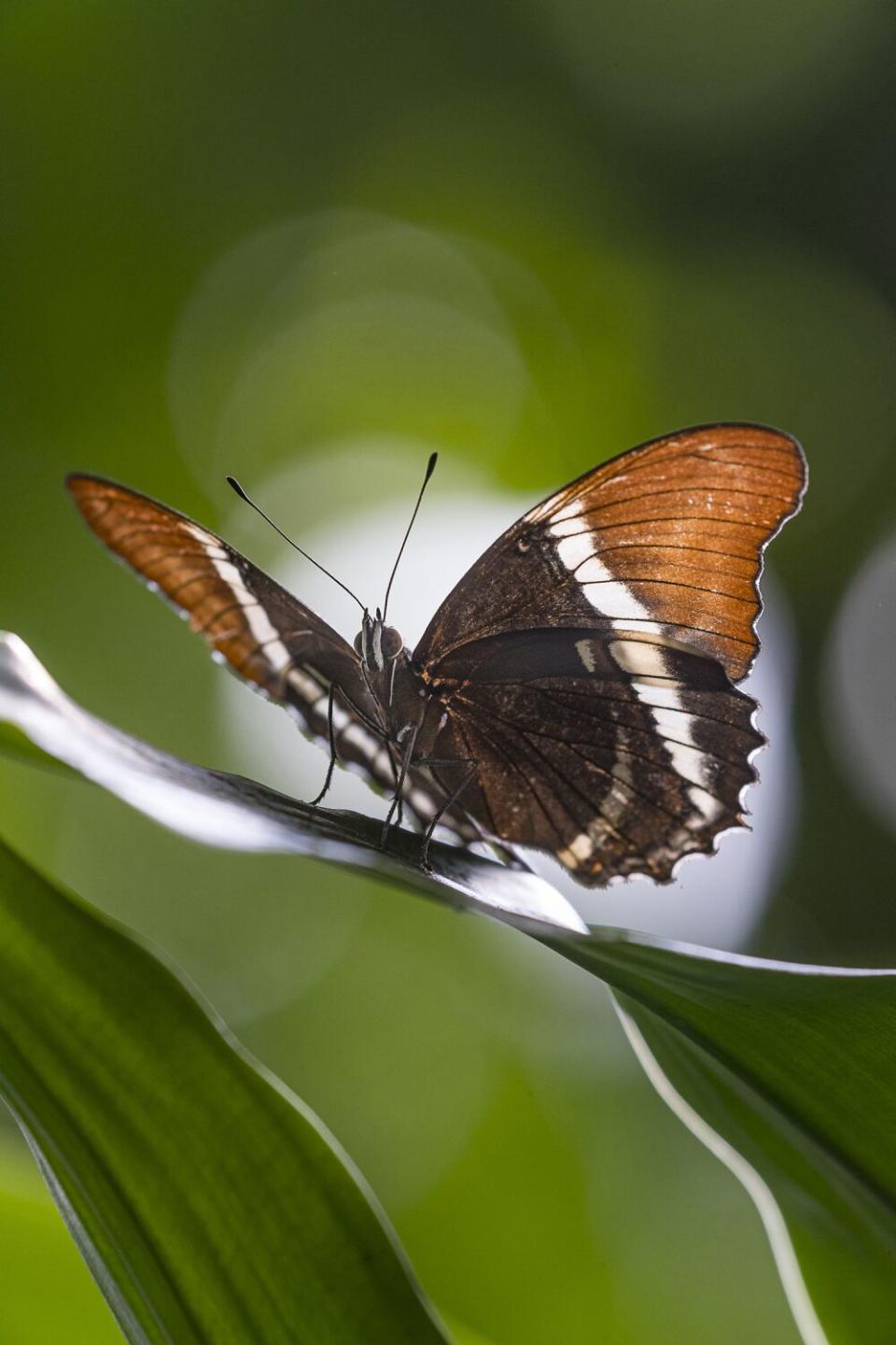 En la muestra se pueden ver mariposas y otras especies en la cámara web de mariposas del San Diego Zoo Safari Park.