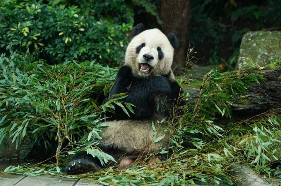 19日適逢大貓熊團團（圖）逝世1週年，台北市立動物園17日宣布，將舉行團團緬懷活動，並透露其標本已製作完成，將於明年4月兒童節前展出。（台北市立動物園提供／丁上程台北傳真）