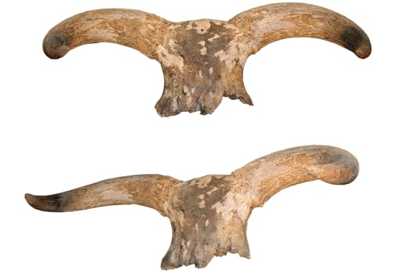 ancient horns of aurochs