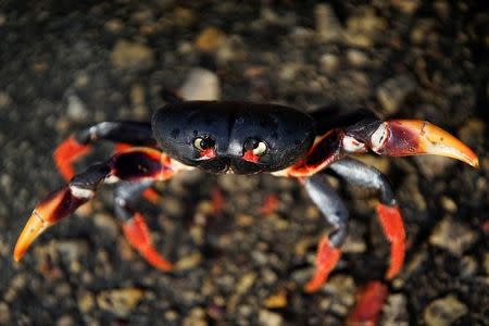 A crab coming from the surrounding forests reacts to the camera on its way to spawn in the sea in Playa Giron, Cuba, April 21, 2017. Picture taken on April 21, 2017. REUTERS/Alexandre Meneghini