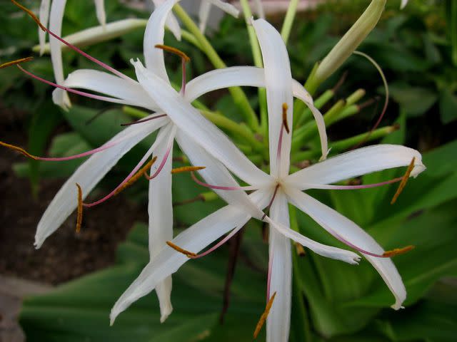 Photo © Himanshu Sarpotdar/Flickr Crinum lilies feature beautiful spidery flowers.