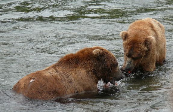 In a previous summer, another bear (right) is seen begging for fish from bear 747.