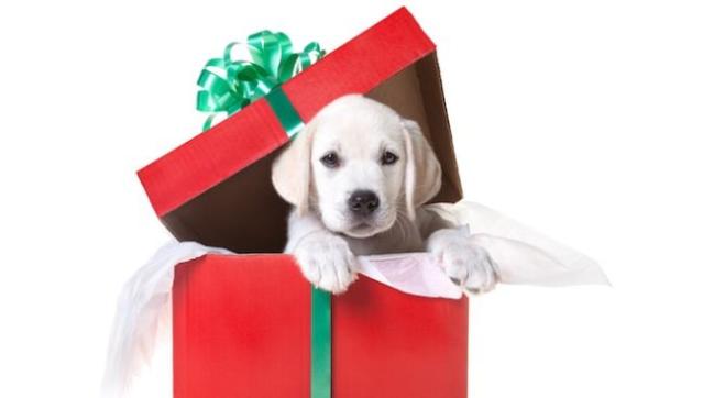 Gifting a Puppy for Christmas: Things to Consider