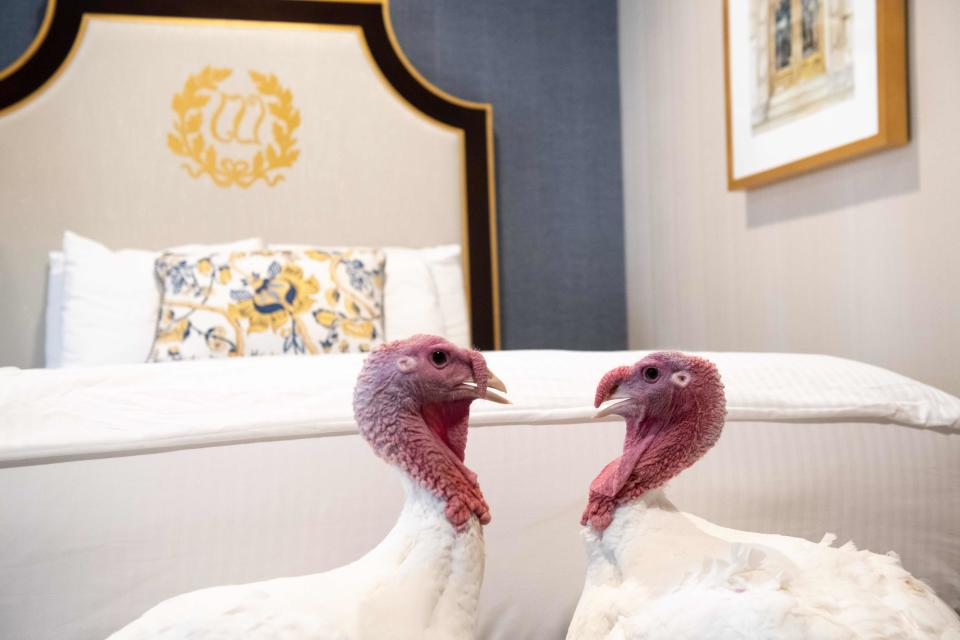 Bread and Butter, a pair of turkeys that will be pardoned by US President Donald Trump, walk inside their hotel room at the Willard Intercontinental Hotel in Washington, DC on November 25, 2019, while awaiting the White House pardoning ceremony later this week ahead of the Thanksgiving holiday. (Photo by SAUL LOEB / AFP) (Photo by SAUL LOEB/AFP via Getty Images)