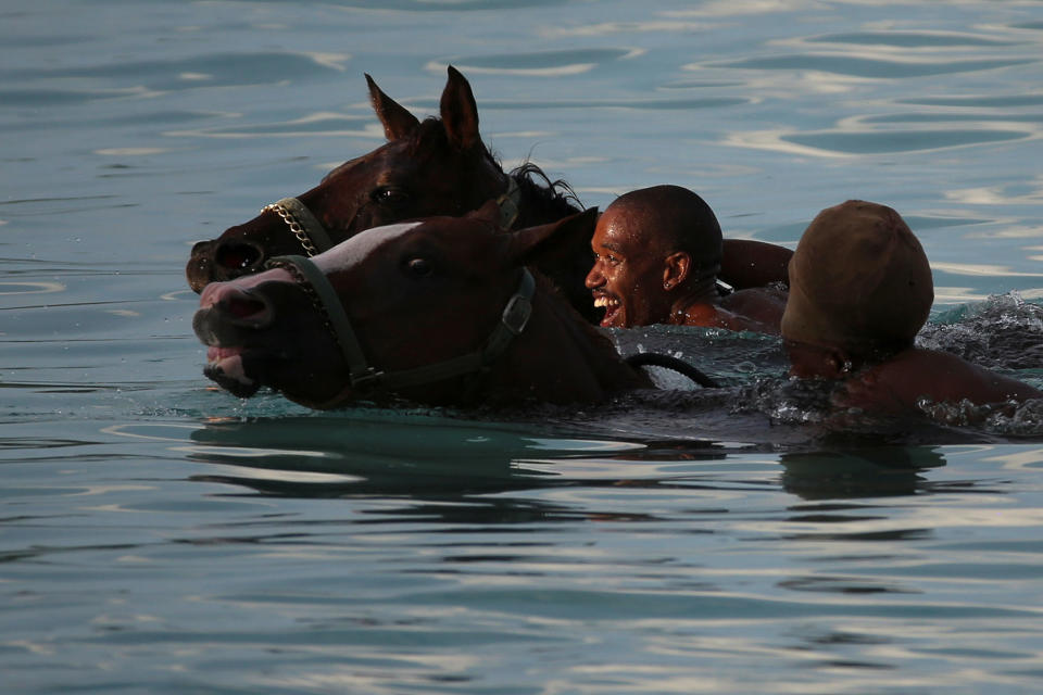 Swimming with horses