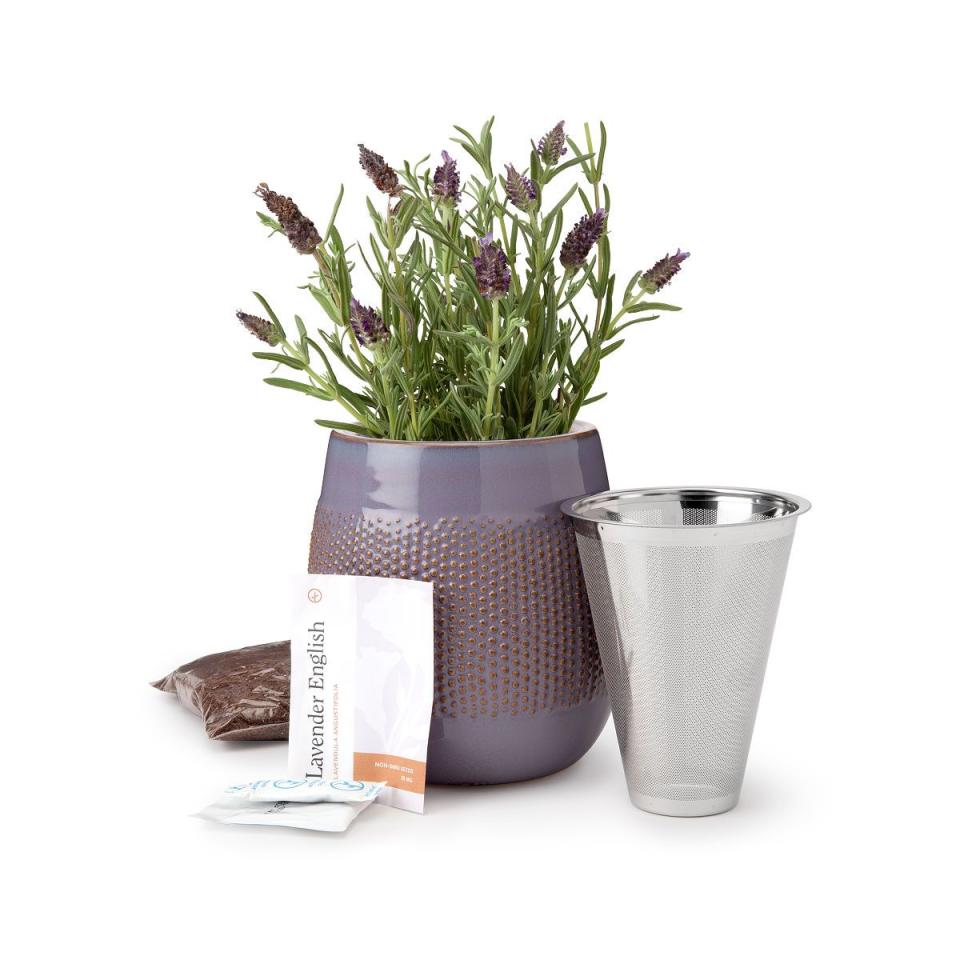 3) Lavender Grow Kit