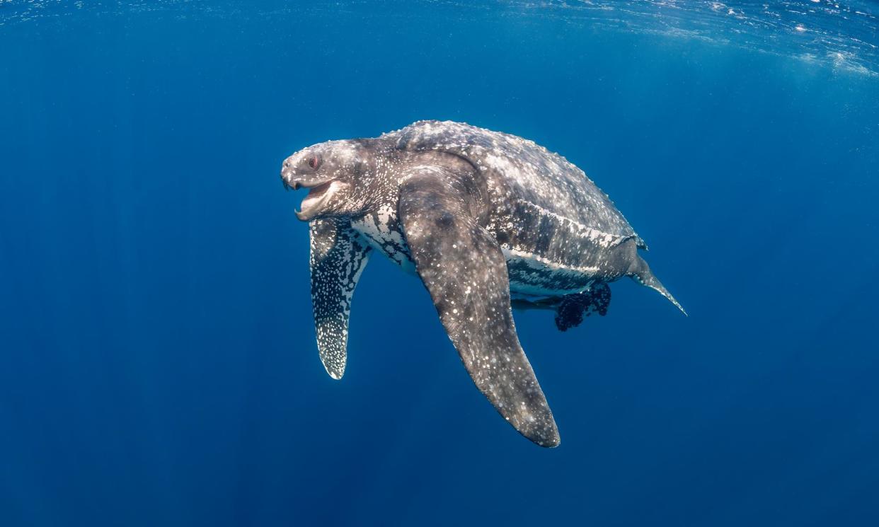 <span>A leatherback turtle, the largest of all sea turtles.</span><span>Photograph: By Wildestanimal/Getty Images</span>