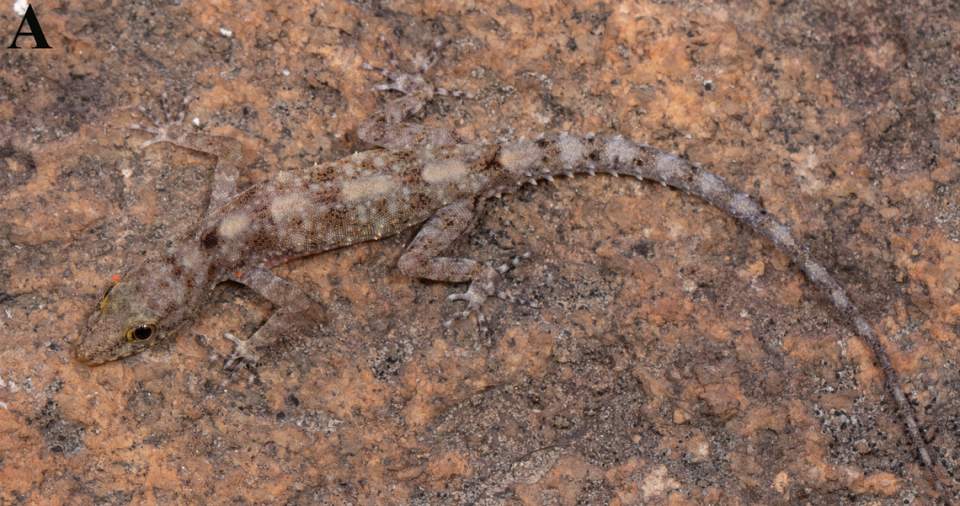 An adult Cnemaspis cavernicola, or cave-dwelling dwarf gecko.