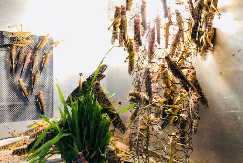Locusts used for research are seen inside a laboratory at the International Centre of Insect Physiology and Ecology (ICIPE) in Nairobi