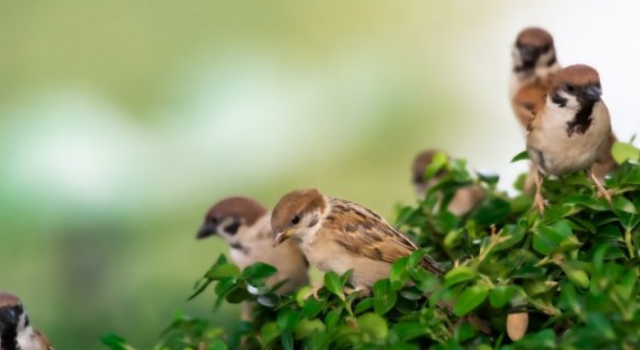 Comment attirer les oiseaux au jardin ? 3 astuces faciles