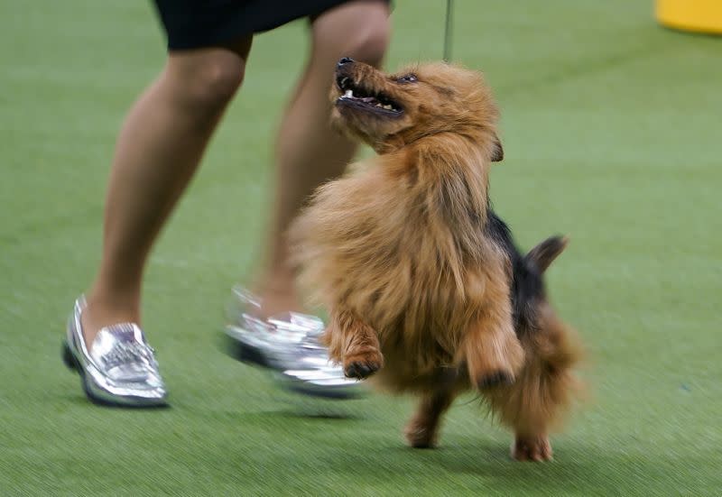 2020 Westminster Kennel Club Dog Show at Madison Square Garden in New York City