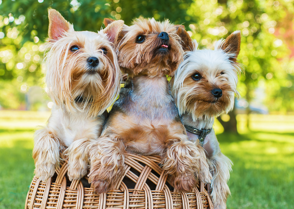 Yorkshire terrier sitting in crocus flowers.