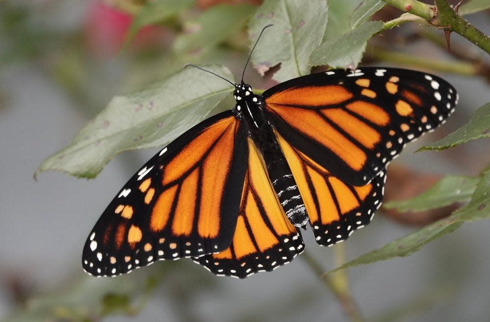 The adult monarch is the most studied butterfly in North America.