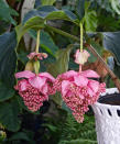 <p> A guaranteed talking point, the glamorous rose grape makes a colourful feature from late spring to summer when its intricate pink and violet pendent blooms appear on arching stems. The large veined oval leaves provide interest for the rest of year.&#xA0; </p> <p> This tropical plant is a bit of a prima donna and requires misting every couple of days and watering when the top of the compost dries out, ideally with rain or distilled water.&#xA0; </p> <p> Apply a half strength high potash liquid feed, such as tomato fertilizer, every two weeks from spring to late summer. Rose grapes can reach up to 4x3ft (1.2x1m) in height and spread, and prefer a bright position out of direct sunlight. </p>