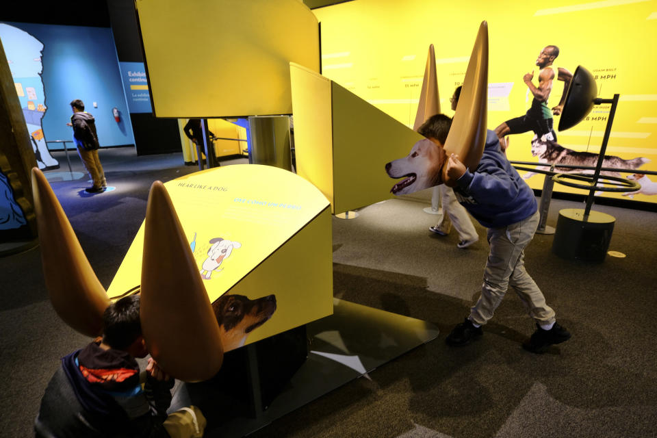 In this Tuesday, March 12, 2019 photo students listen in on how a dog hears the world at an interactive display during a preview of a new exhibition called "Dogs! A Science Tail", at the California Science Center in Los Angeles. The show opening Saturday is part science, part history, part Norman Rockwell Americana and all canine. (AP Photo/Richard Vogel)