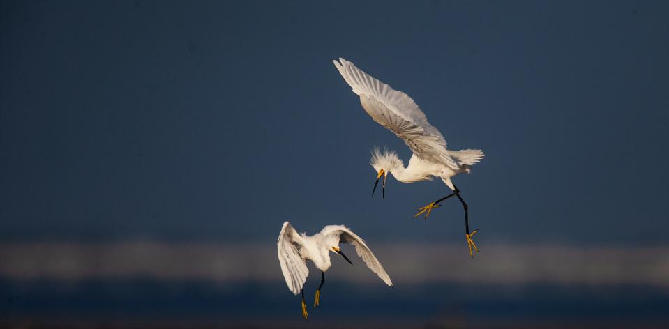 Snowy egrets spar at Bunche Beach in Fort Myers on Friday, Sept. 1, 2023.