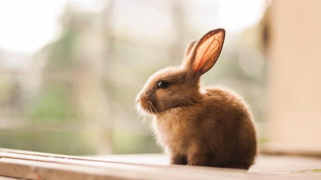 anthro rabbit fairly weighing things with a balance