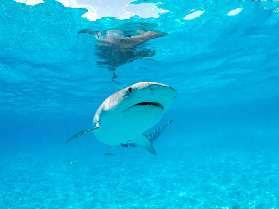 Tiger shark in Hawaii.