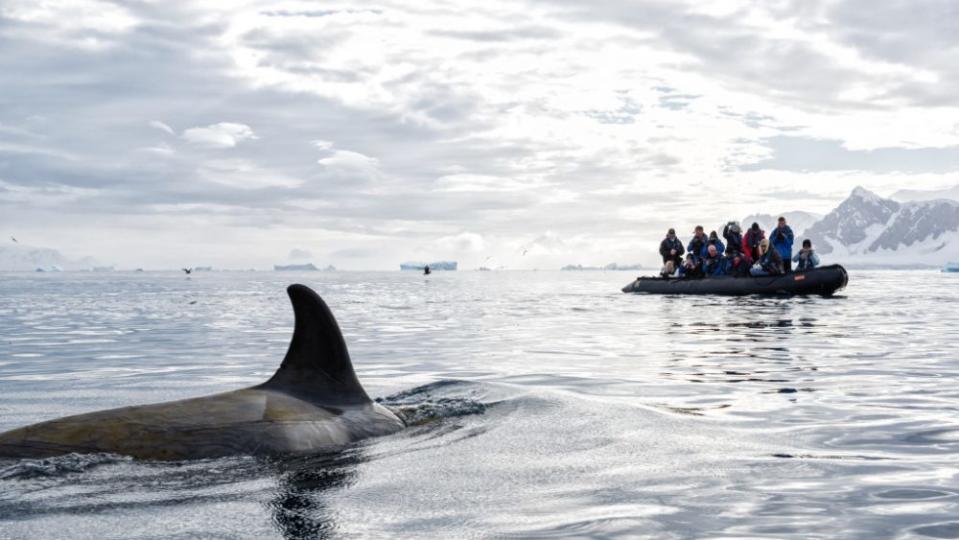 EYOS Expeditions' new Antarctica Expeditions