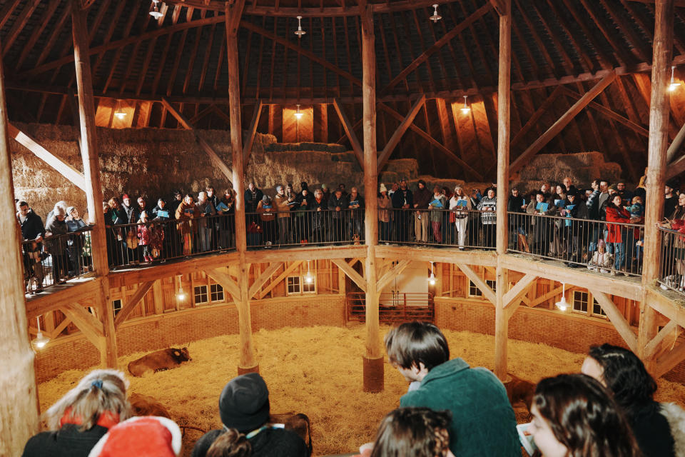 Las vacas reciben una serenata de villancicos, una tradición anual en Churchtown Dairy, en Hudson, Nueva York, el 16 de diciembre de 2023. (Alexandra Genova/The New York Times)
