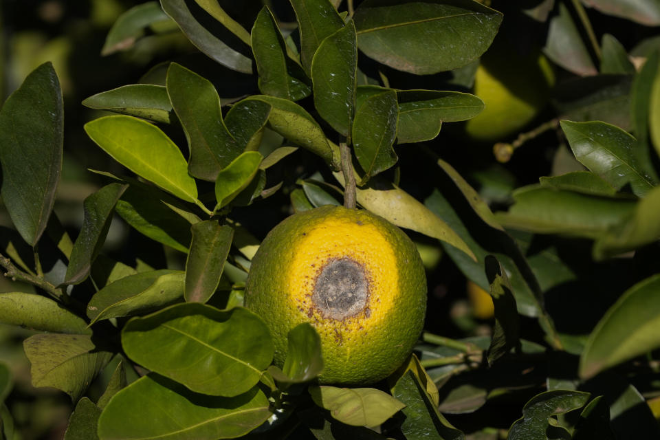 A spoiled orange hangs on a branch in a farm in Mogi Guacu, Brazil, Thursday, June 13, 2024. Brazil, the world's largest exporter of orange juice, has been affected by heatwaves, a lack of rainfall and an increase in citrus greening bacteria. (AP Photo/Andre Penner)