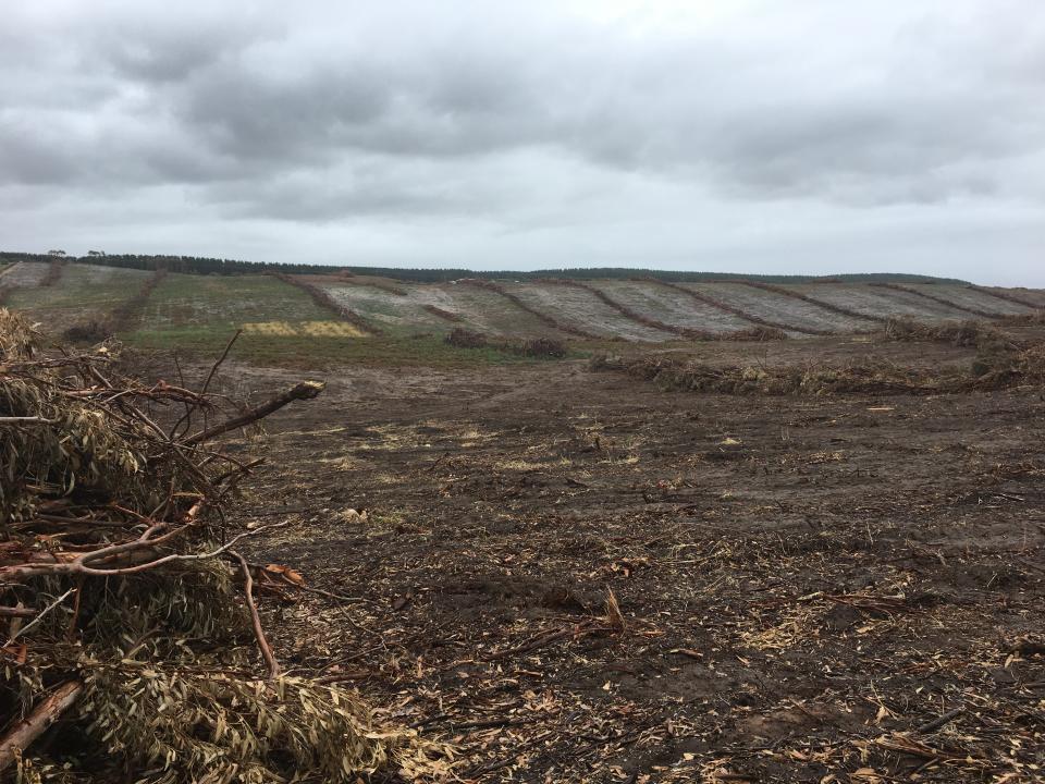 A large logged field against a grey sky in Cape Bridgewater 