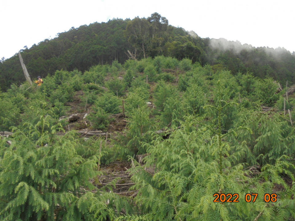 伐木跡地新植造林。