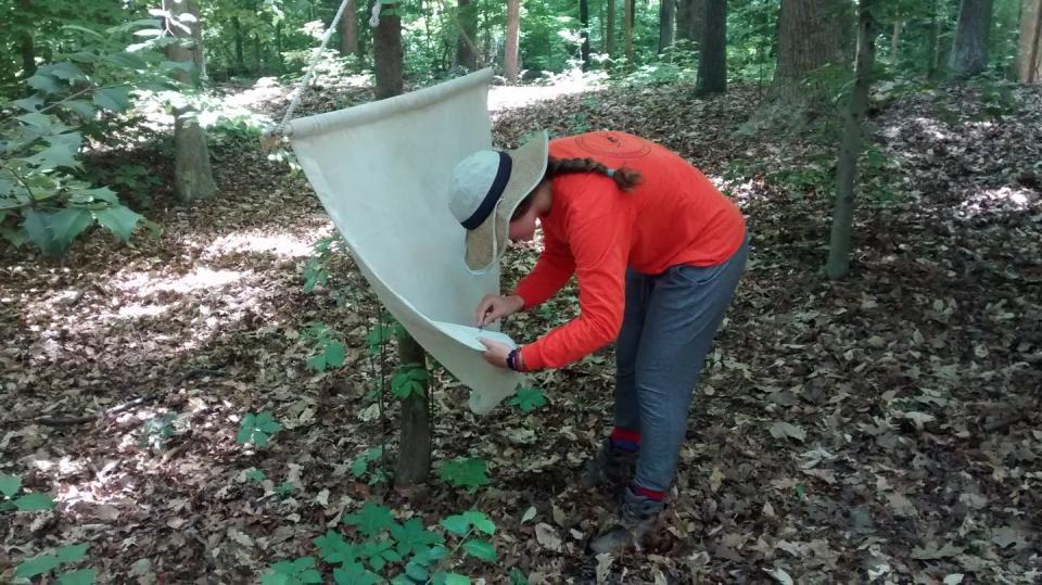 <span class="caption">A student plucks samples off a drag cloth used to collect ticks.</span> <span class="attribution"><a class="link " href="https://biology.richmond.edu/research/research-labs/brinkerhoff-lab.html" rel="nofollow noopener" target="_blank" data-ylk="slk:Jory Brinkerhoff/University of Richmond;elm:context_link;itc:0;sec:content-canvas">Jory Brinkerhoff/University of Richmond</a>, <a class="link " href="http://creativecommons.org/licenses/by-sa/4.0/" rel="nofollow noopener" target="_blank" data-ylk="slk:CC BY-SA;elm:context_link;itc:0;sec:content-canvas">CC BY-SA</a></span>