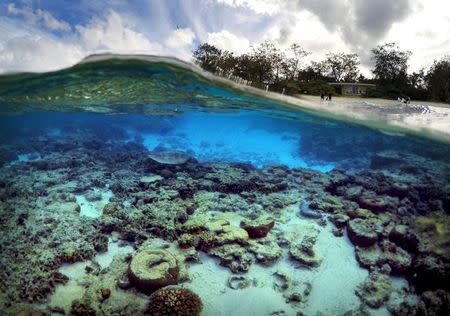 Tourists stand in front of huts that form part of the Lady Elliot Island Eco Resort where a turtle digs for food amongst the coral in the island's lagoon, north-east of the town of Bundaberg in Queensland, Australia, June 9, 2015. REUTERS/David Gray