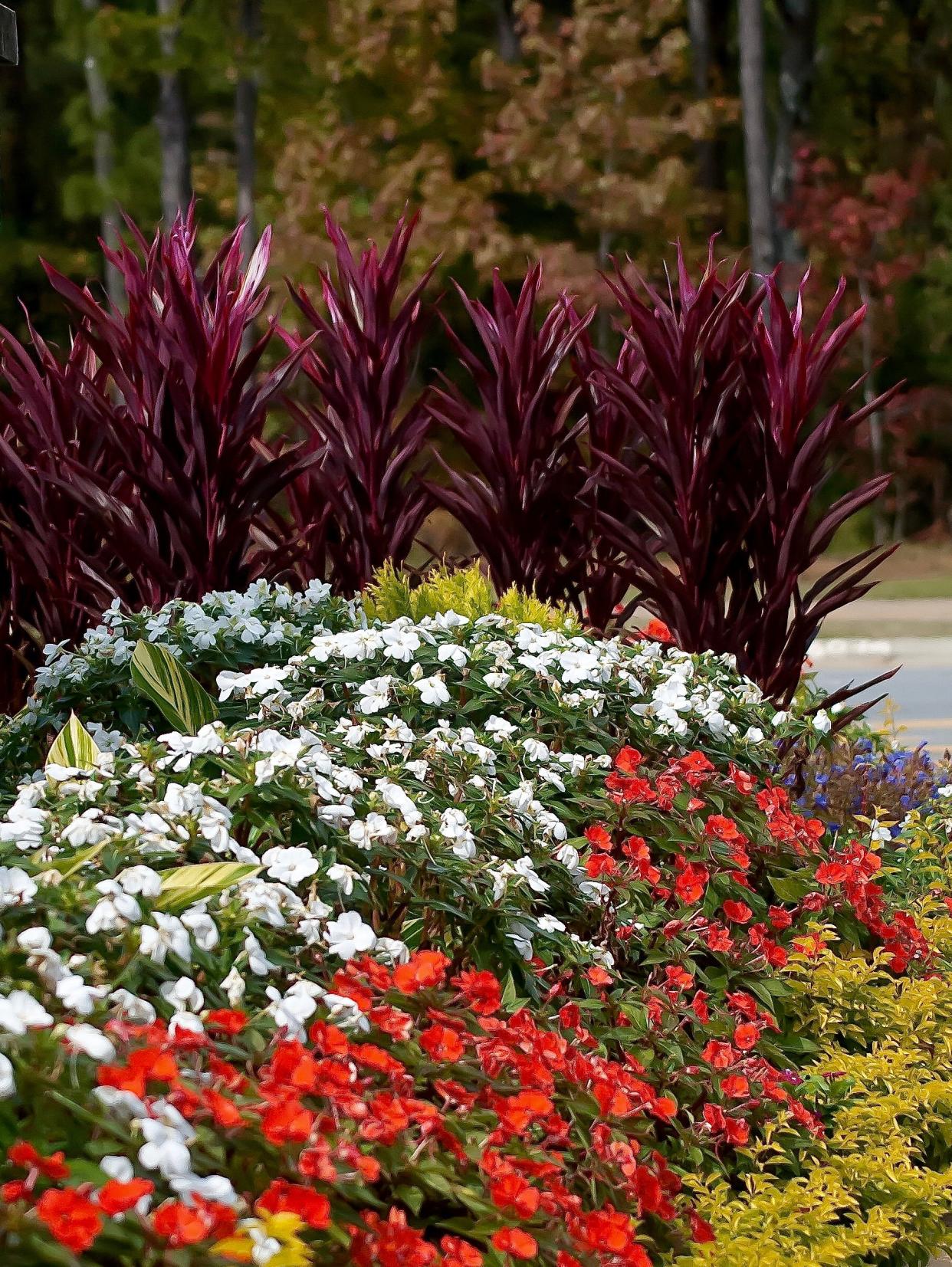 Hawaiian Ti plants known botanically as Cordyline are becoming popular in high profile landscapes as they perform from late spring through frost.