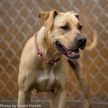 Nobody but Sarah knows what she went through before coming to Kauai Humane Society.   Just look into her beautiful brown eyes and you will know she has not had the best life. While she may be a bit of a wallflower with new situations, after she studies her surroundings, she will accept them and explore.   Sarah is looking for a calm household, perhaps with another dog or two to show her the ropes. Find out more from the <a href="https://www.facebook.com/kauaihumanesociety?fref=ts" target="_blank">Kauai Humane Society</a> in Hawaii.