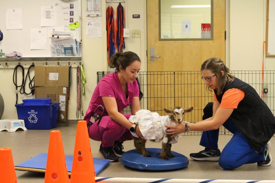 Dr. Melissa Narum, left, and technician Brandy Madeiros workswith Daisy Mae to test the animal's balance during a physical therapy appointment on May 5 at UF's Large Animal Hospital.