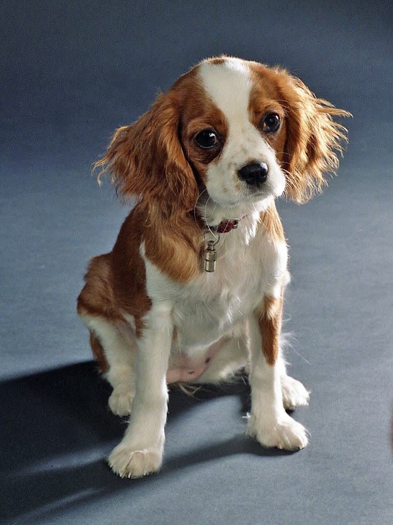 Hembra de la raza Cavalier King Charles Spaniel, una de las razas que mejor respondieron durante el estudio. (Imagen Creative Commons vista en Wikipedia).