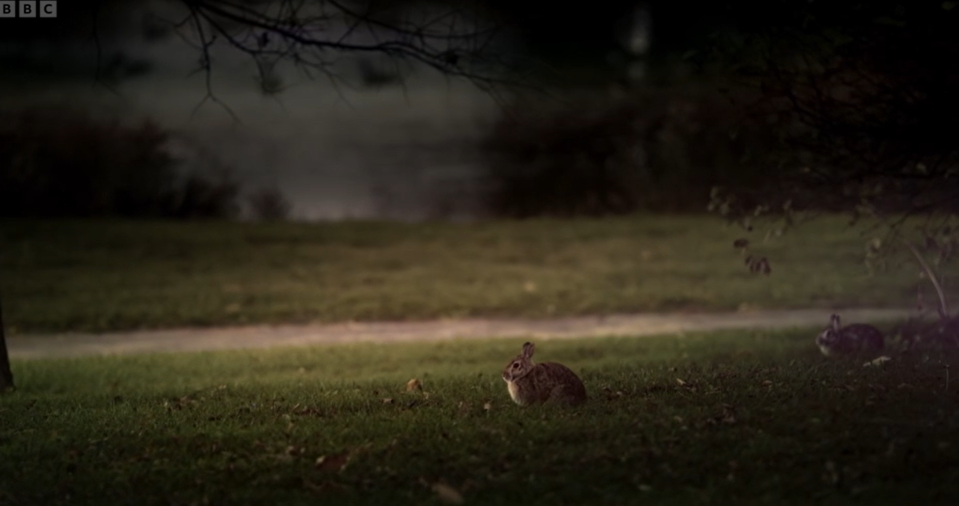 Viewers were shocked at the bunny's fate on Easter Day. (BBC screengrab)